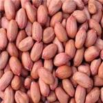 Bold Peanut 60/70
